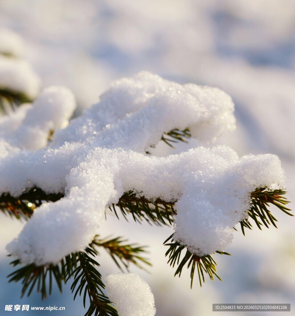 雪覆松枝的冬日美景