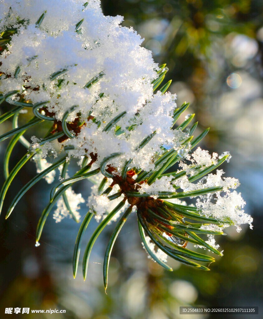 雪覆松枝美景