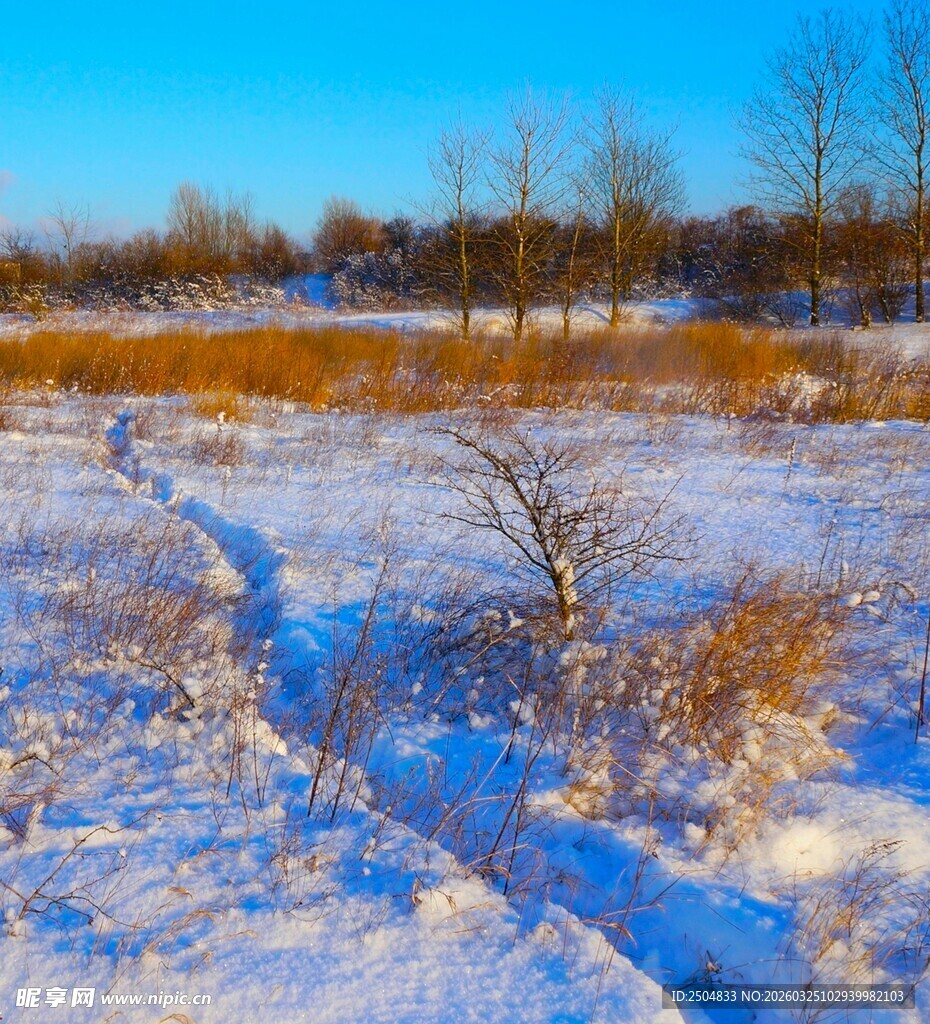 冬日雪野中的荒芜景象