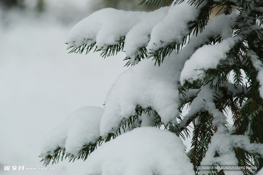雪覆松枝美景