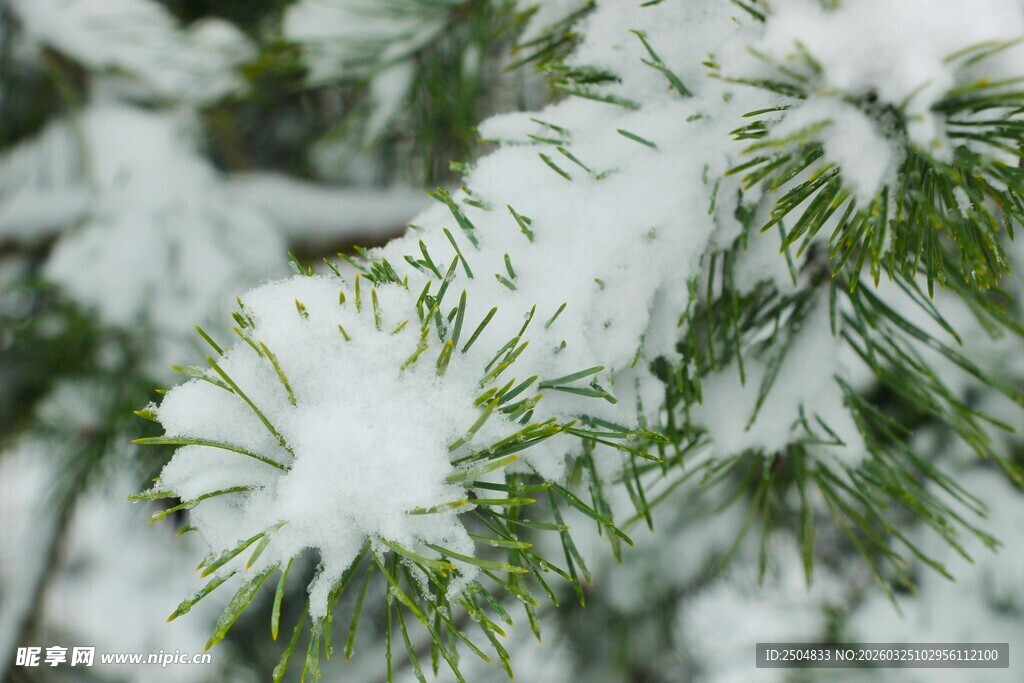 雪覆松枝美景