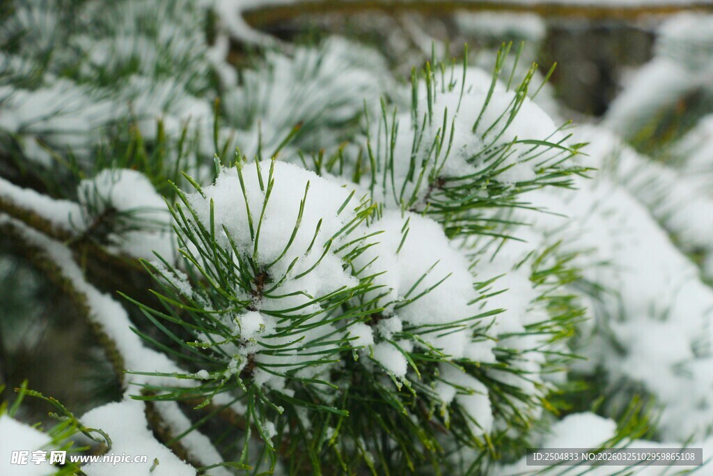 雪覆松枝