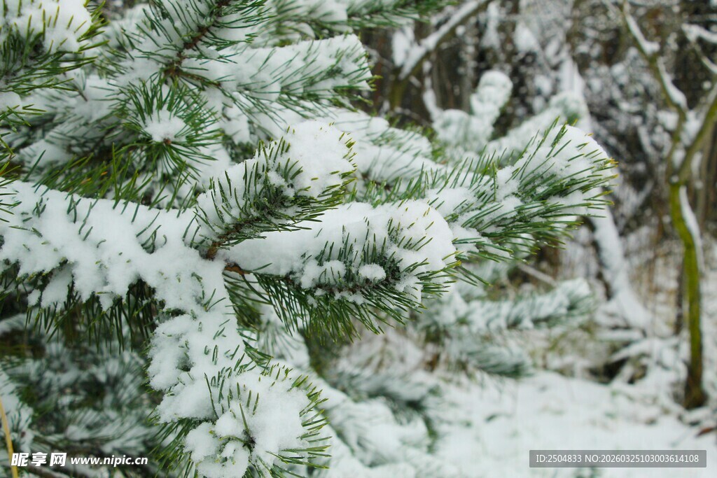 雪覆松枝的冬日美景