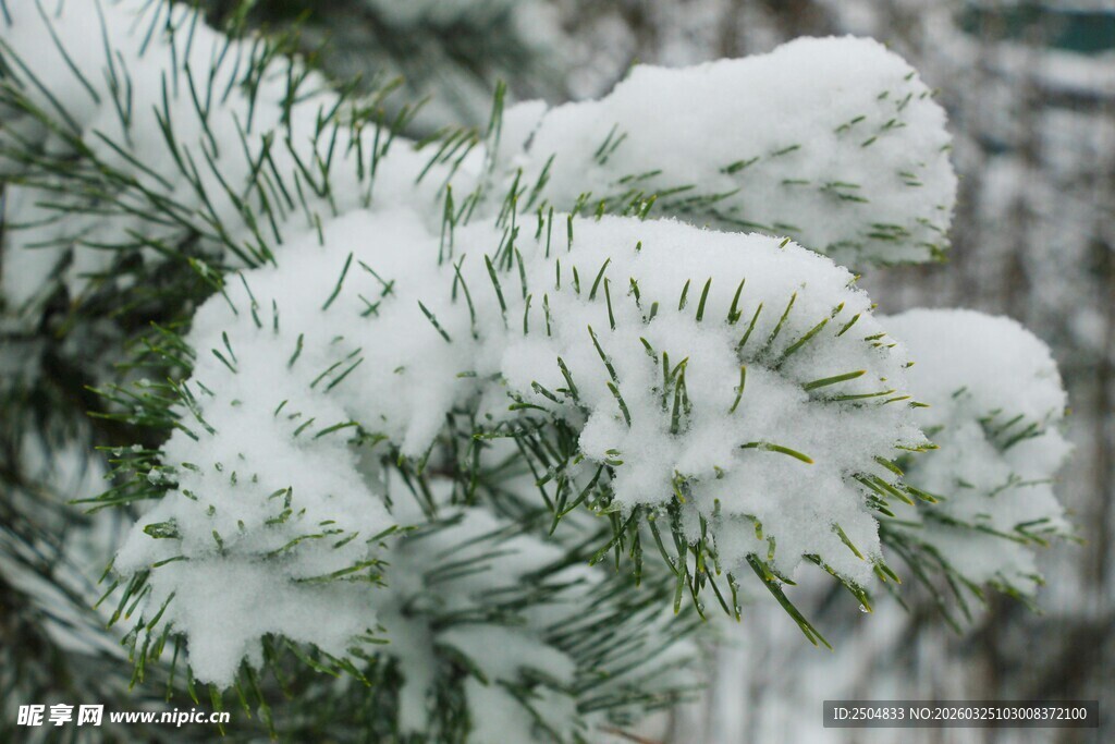 雪覆松枝的冬日美景