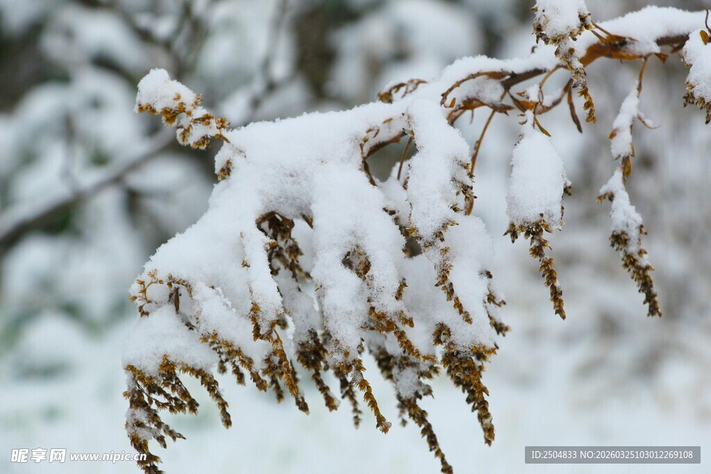 雪覆枝头的冬日景致