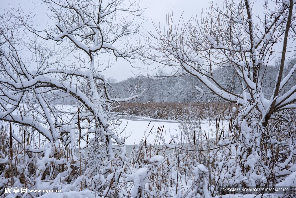 冬日雪景中的银白世界
