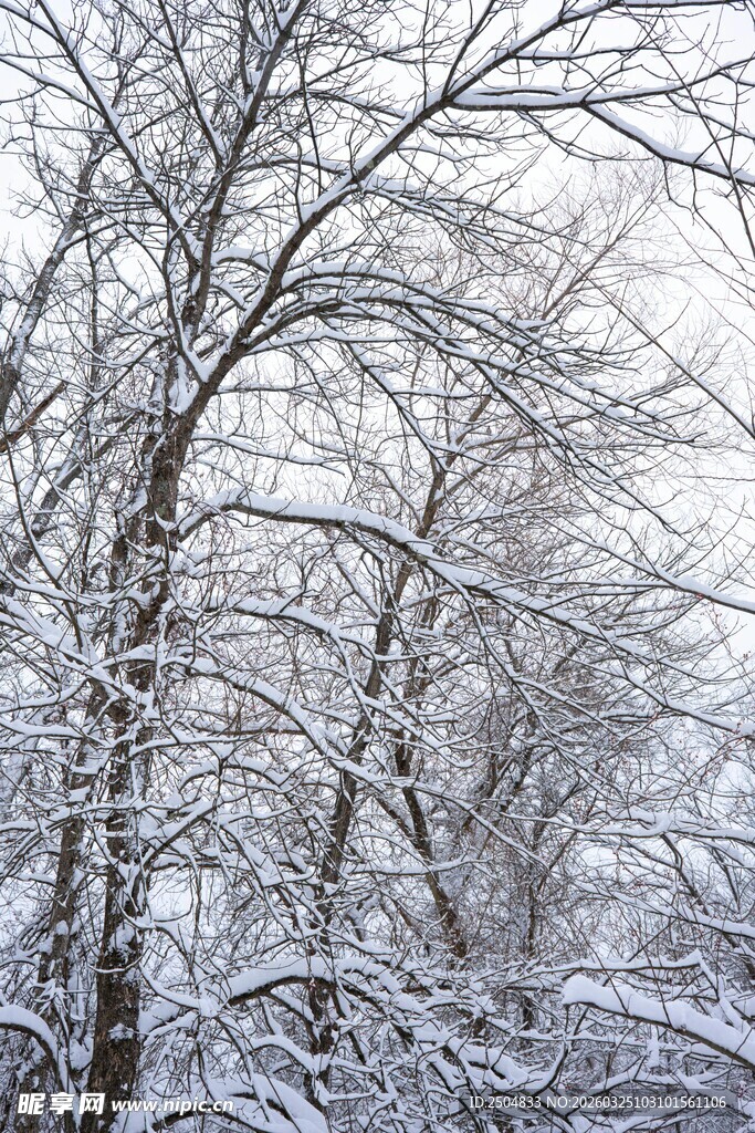 雪覆树林冬日美景