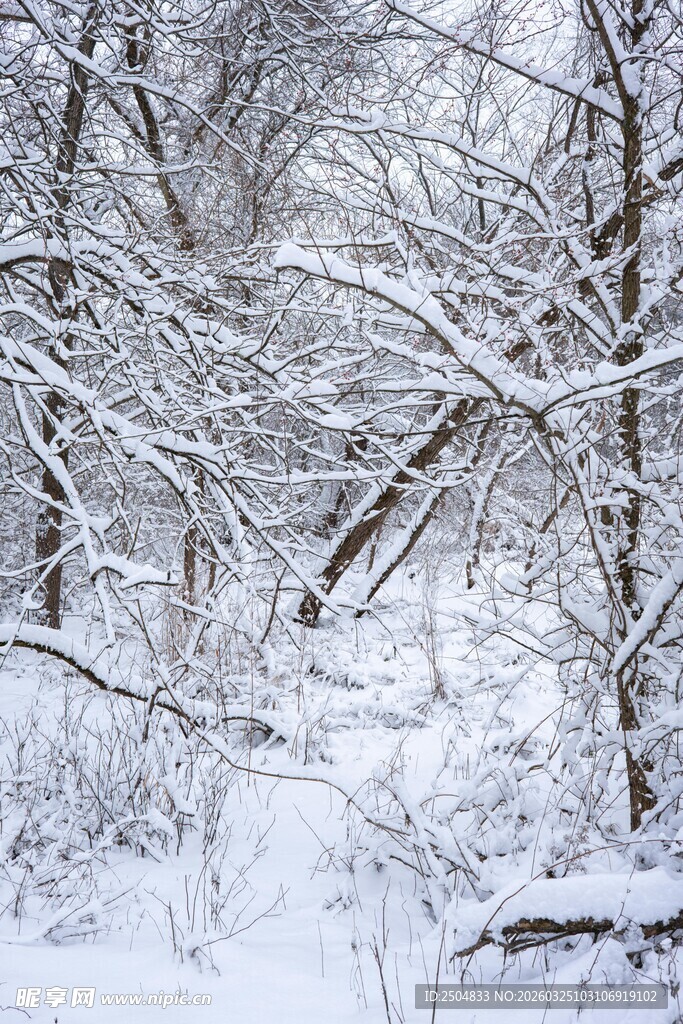 冬日雪覆树林美景