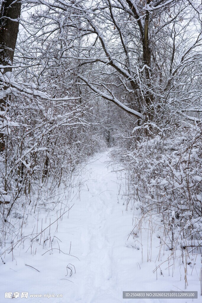 雪覆小径 冬日树林景致