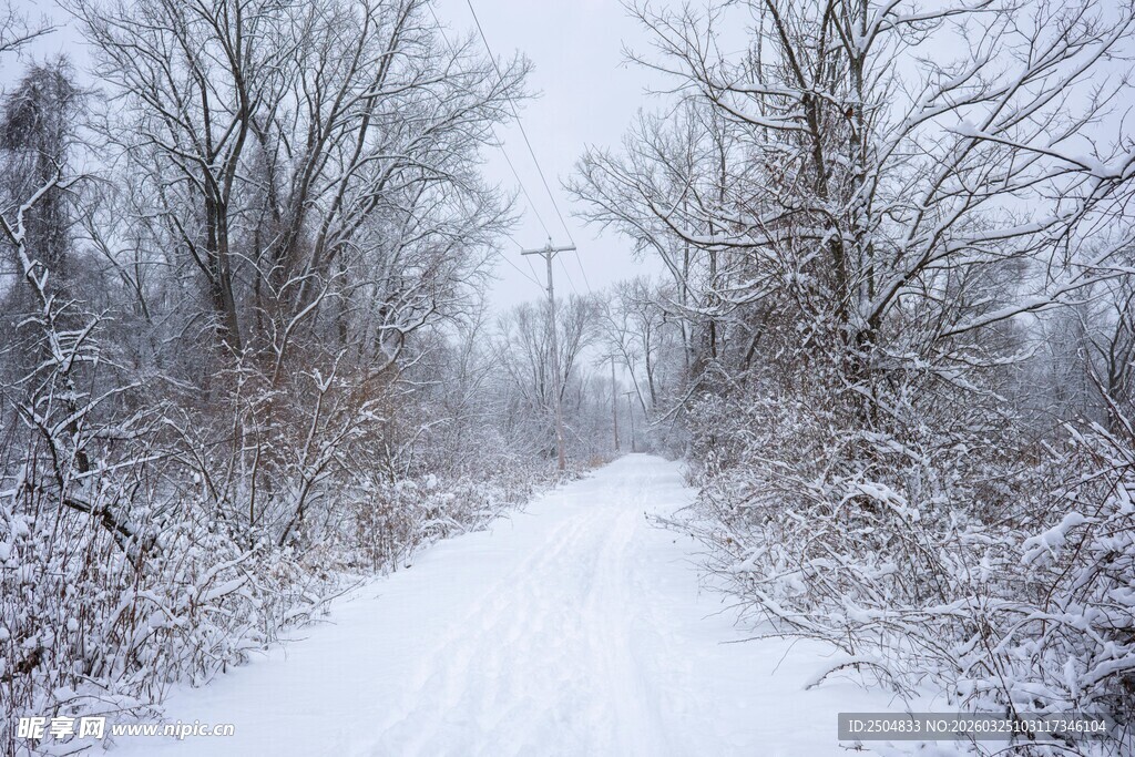 雪覆林间小道