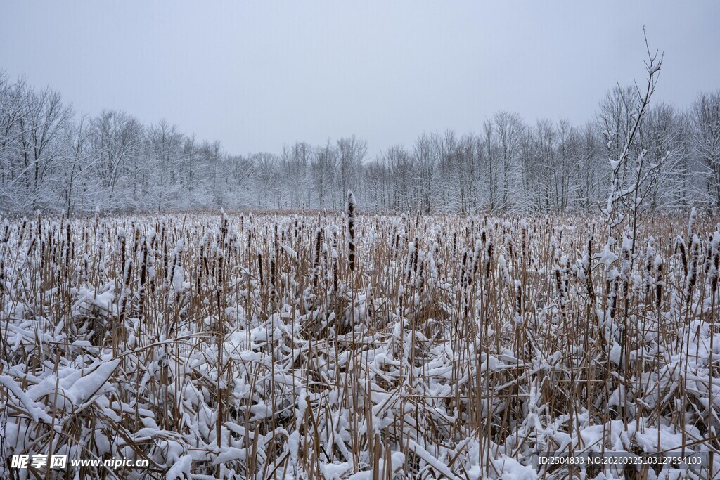 雪覆田野 尽显冬日静谧美