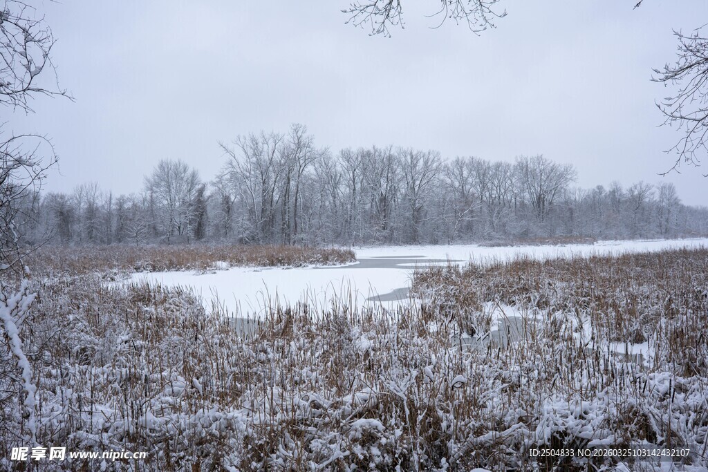 冬日雪覆原野风光