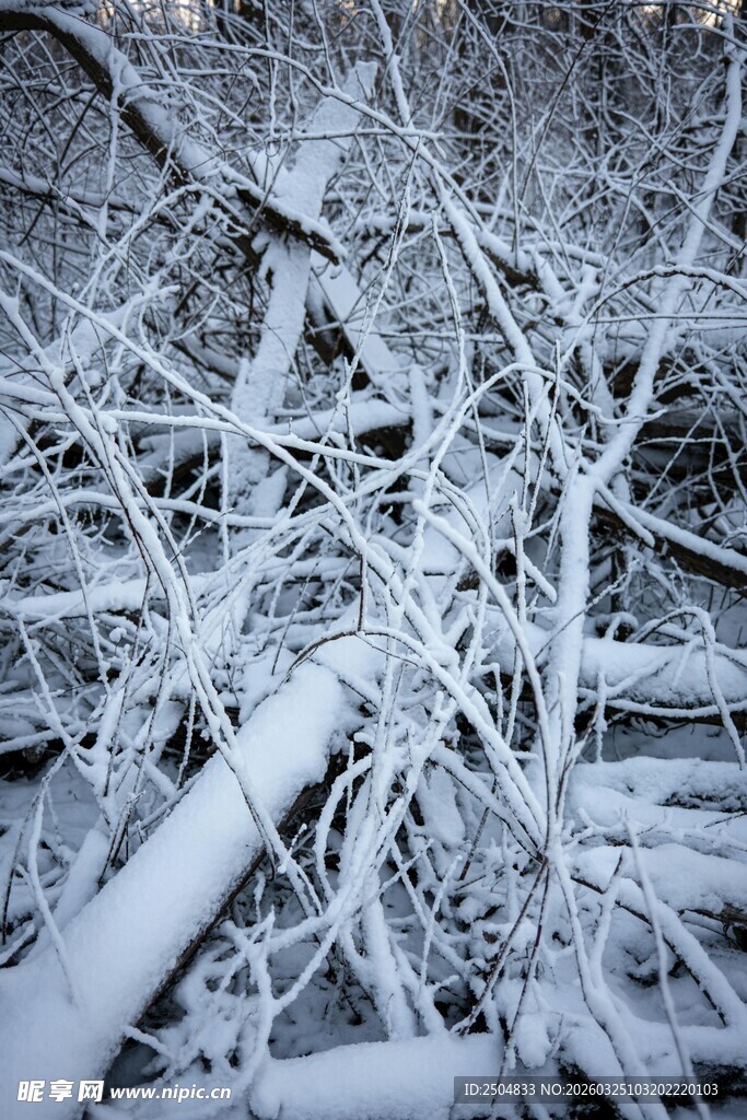 雪覆枯枝景象