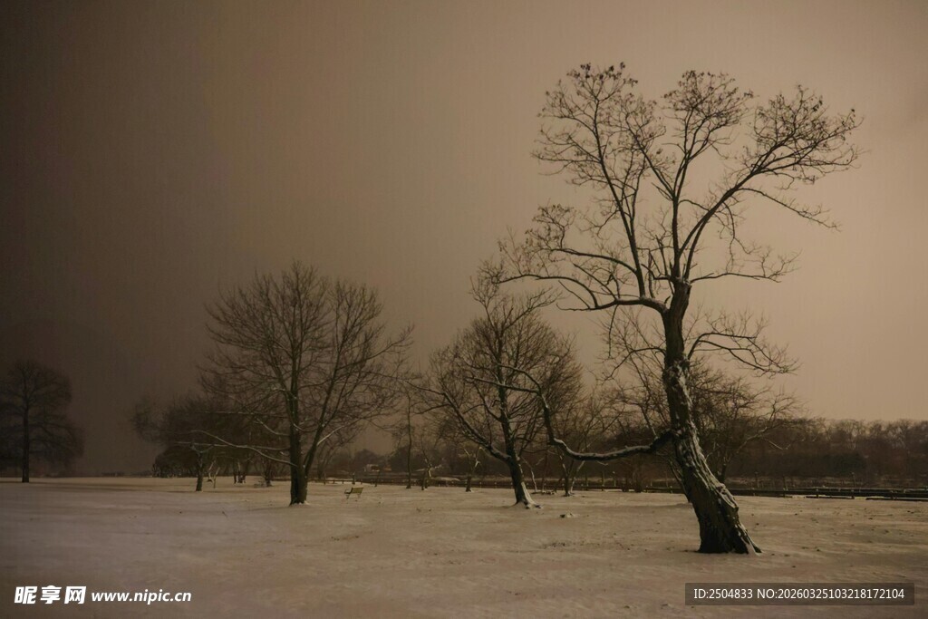 冬日雪野中的孤树