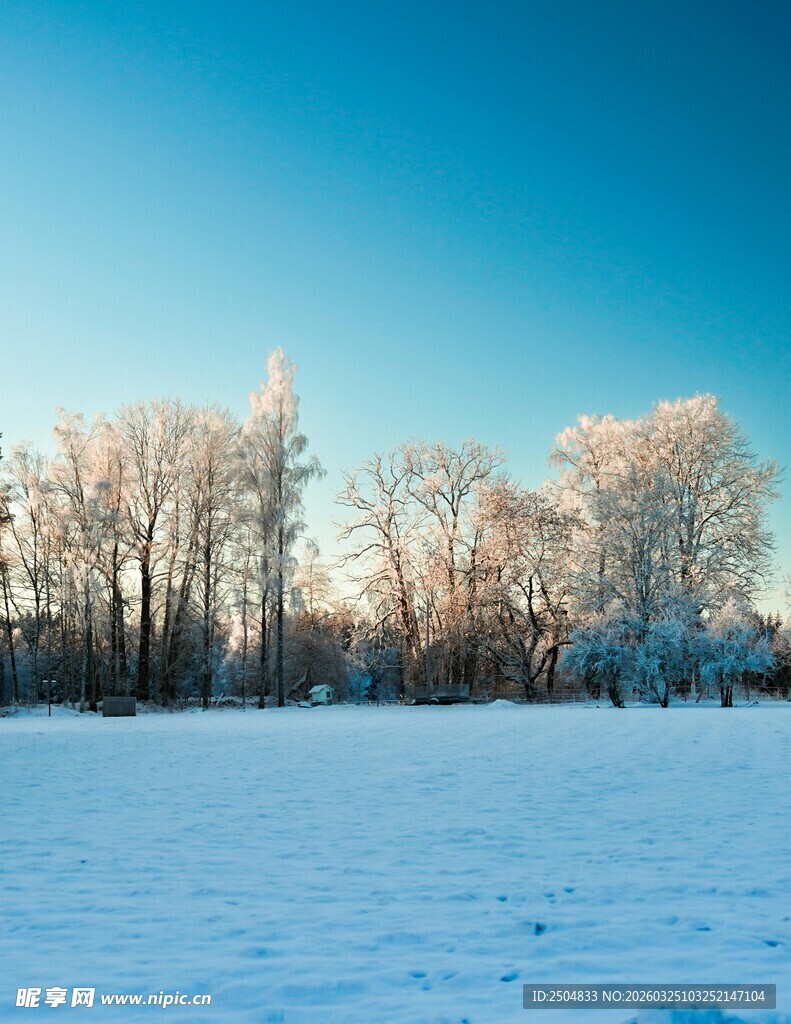 冬日雪野中的银装树木