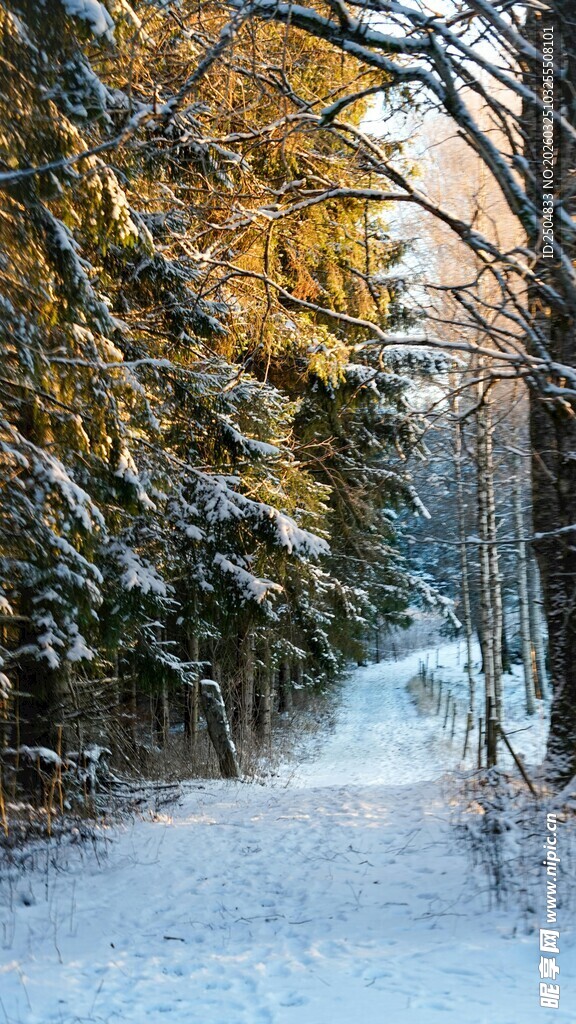 冬日雪林小道美景