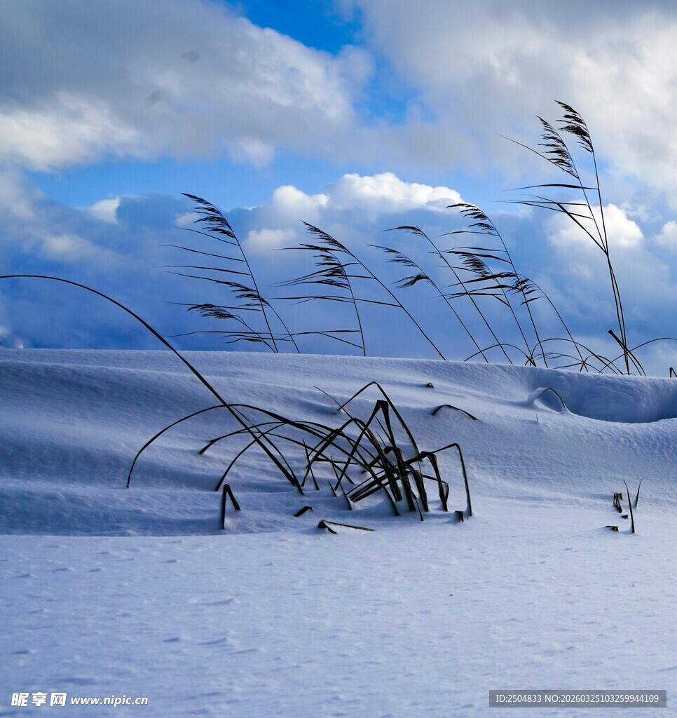 雪地上摇曳的干草