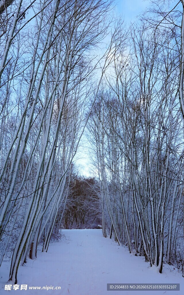 冬日雪林小道美景