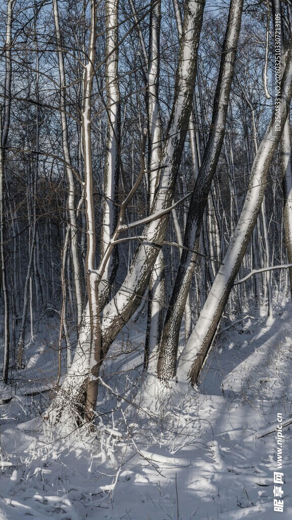 冬日白桦林雪景风光