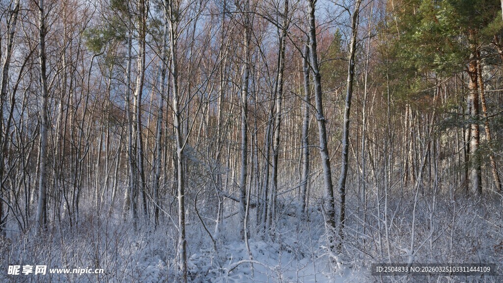 冬日雪覆树林美景