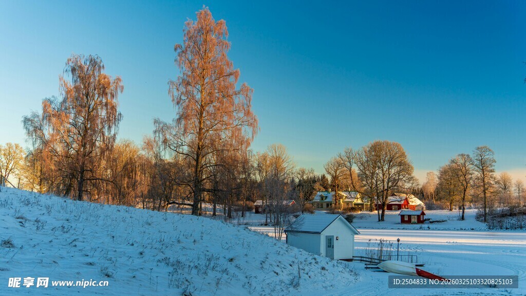 冬日雪野中的绚丽树木