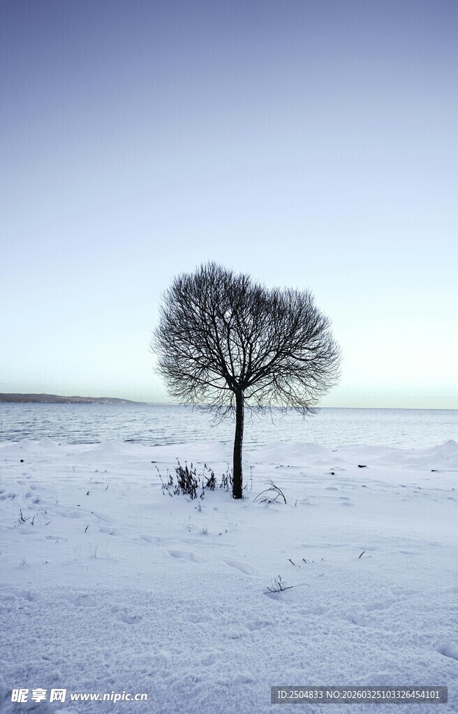 雪地中孤独的树