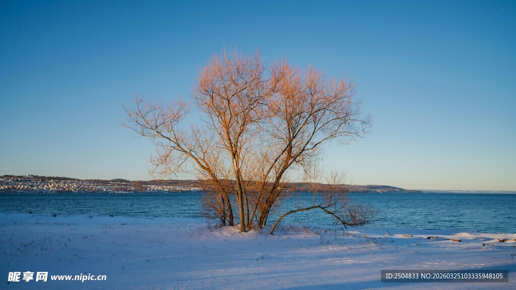 冬日孤树旁的冰雪景观