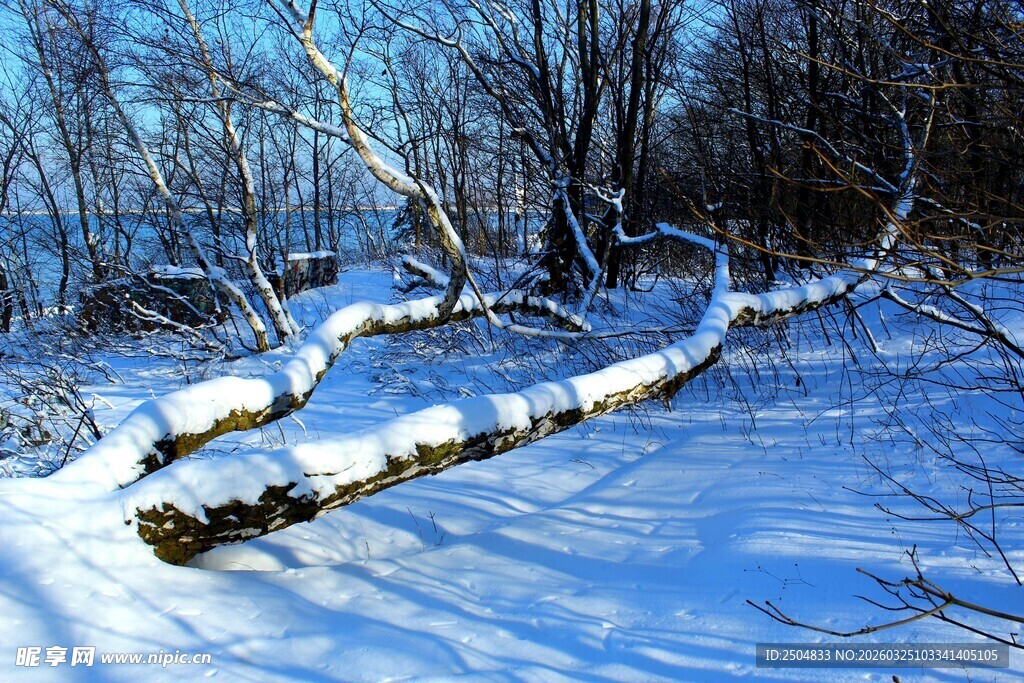 冬日雪林倒木风景