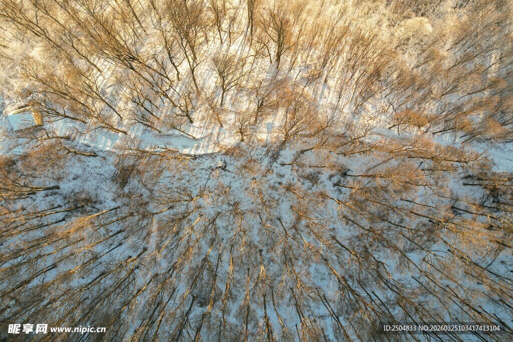 冬日枯草丛中的萧瑟景象