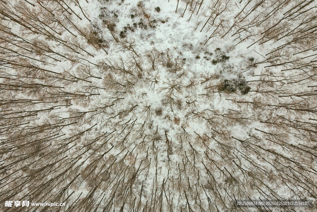 放射状纹理的自然素材图
