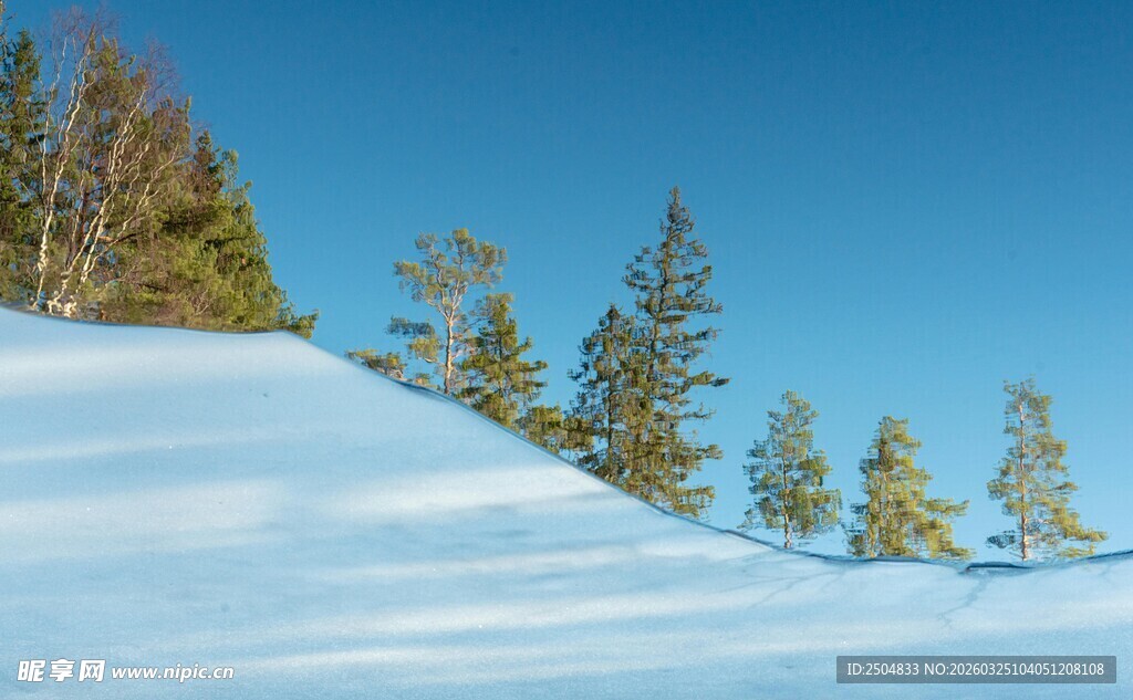 冬日雪坡上的翠绿松林