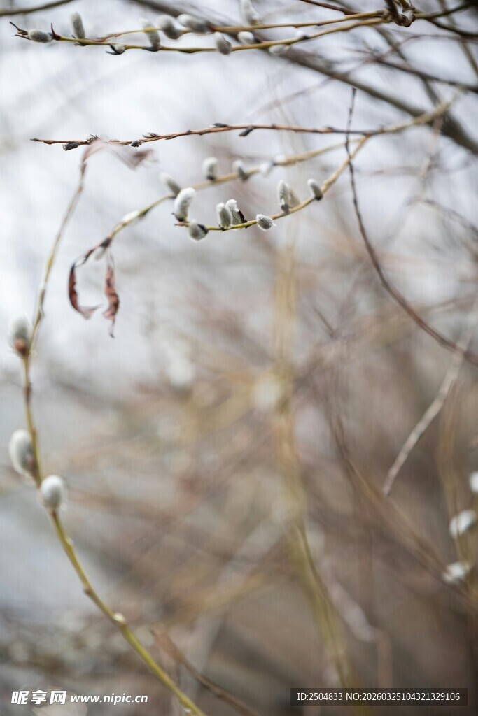 初春柳枝特写