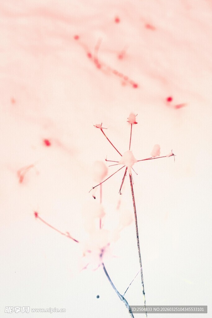 梦幻粉色蒲公英唯美画面