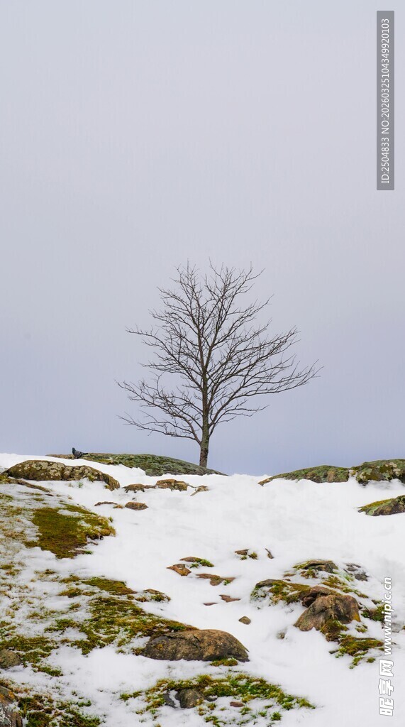 雪野孤树