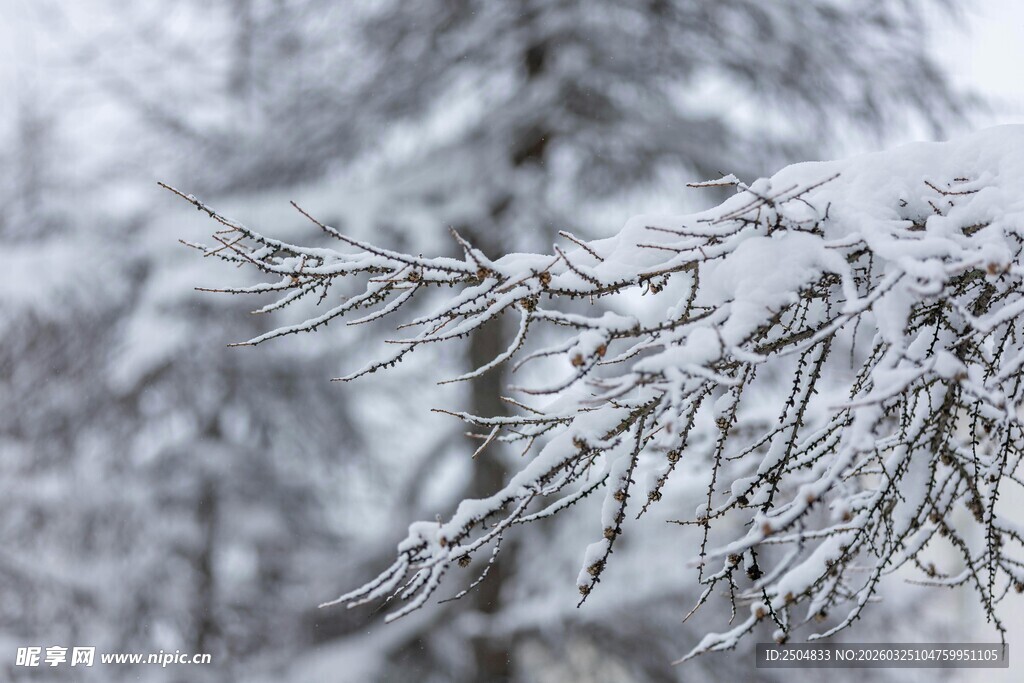 雪覆树枝的静谧冬日景象