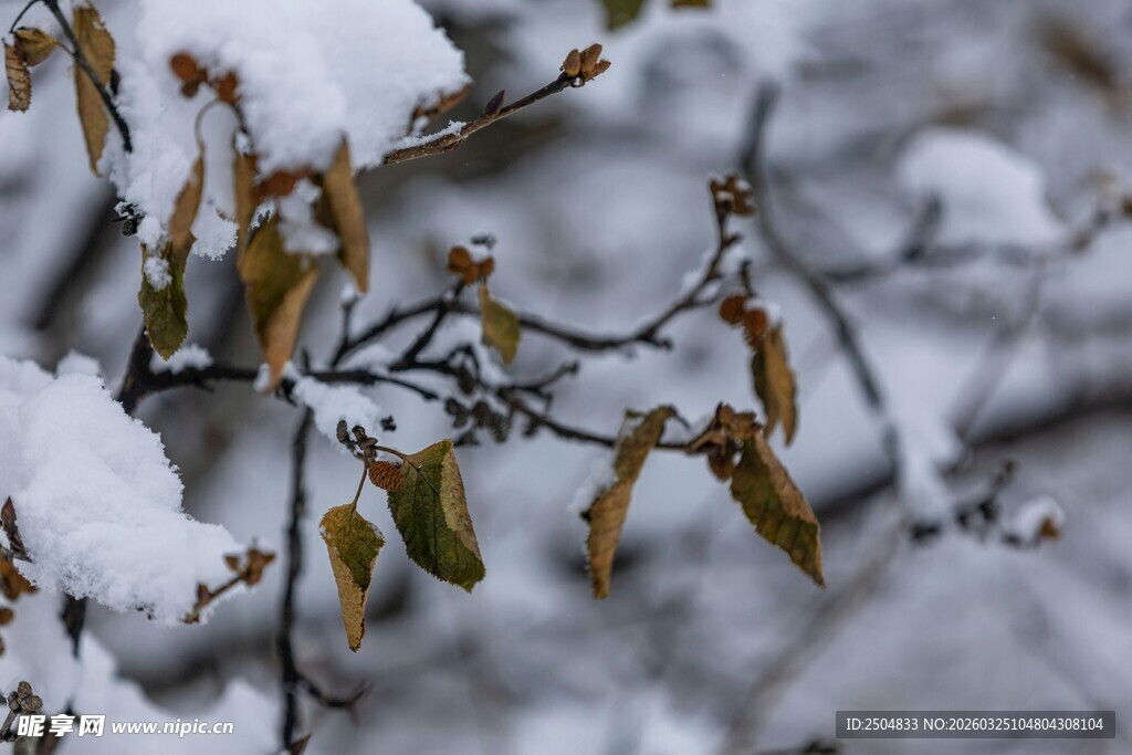 雪覆枝头 残叶犹存