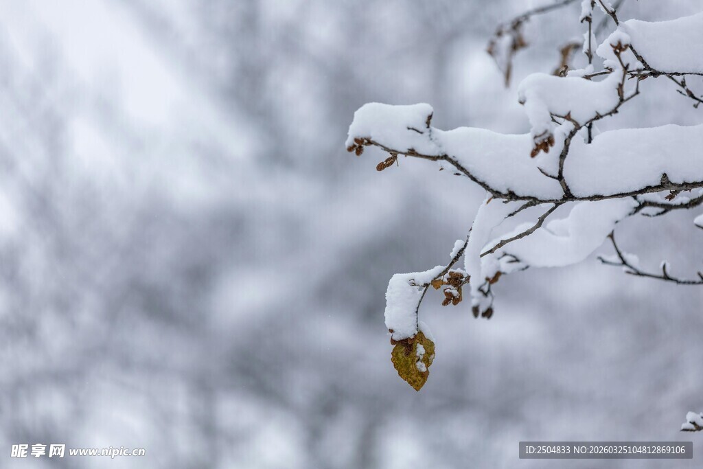 枝头残雪挂枯叶