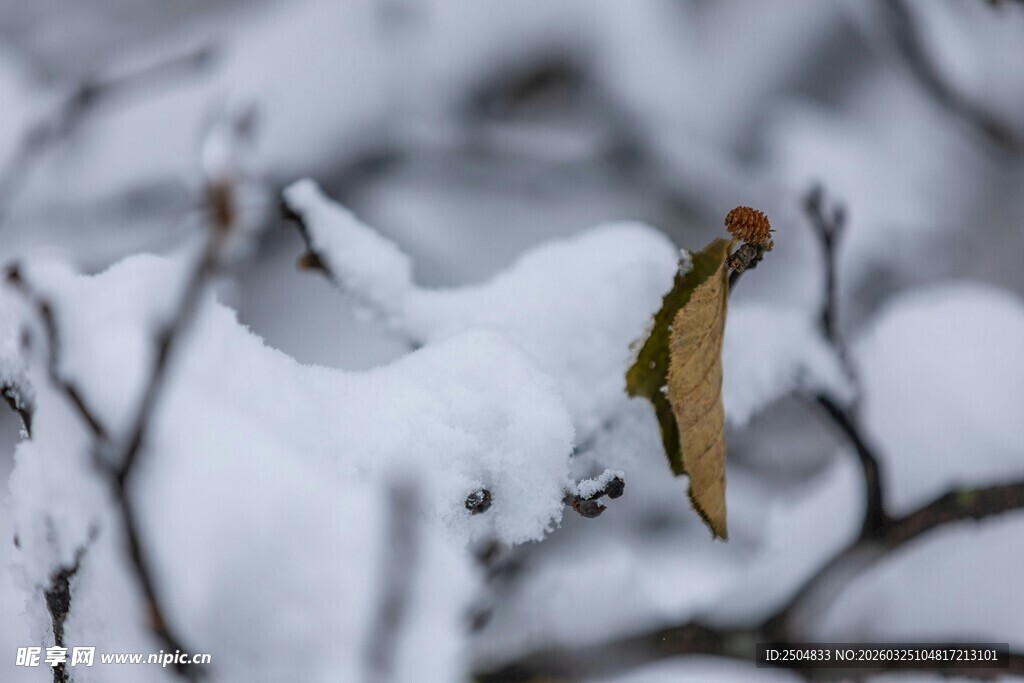 雪覆枝头残叶