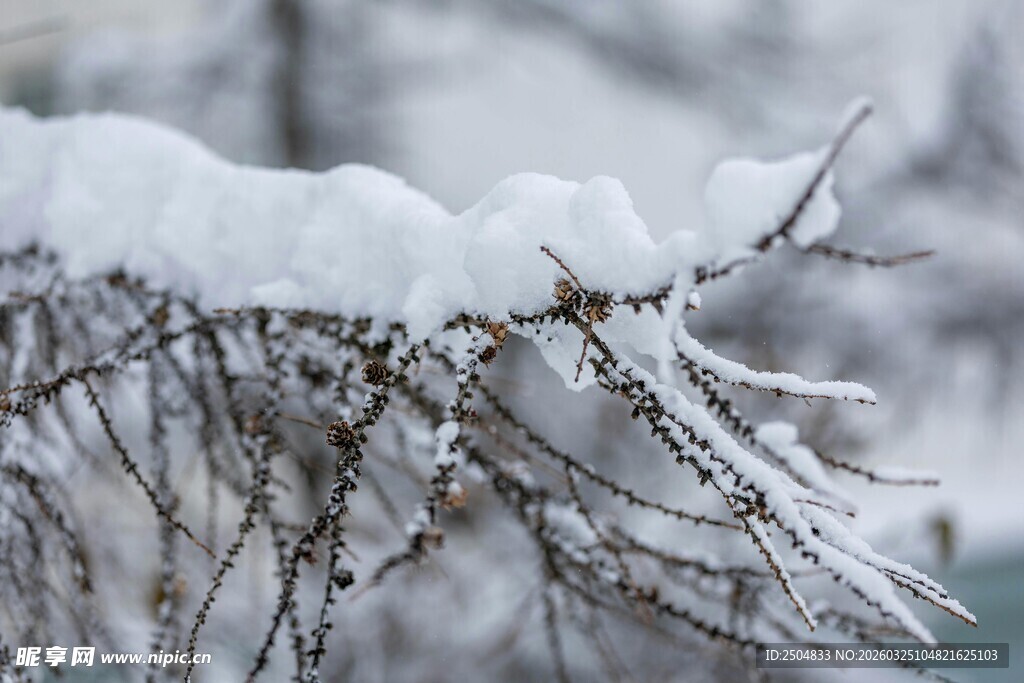 雪覆枝头的冬日美景