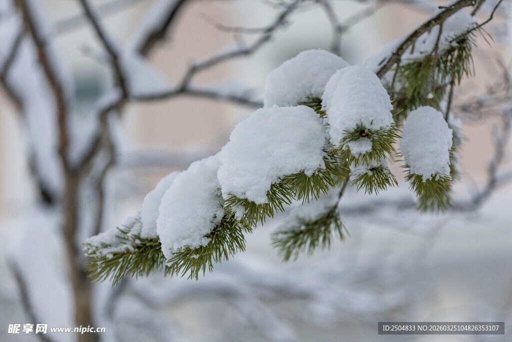 雪覆松枝的冬日美景