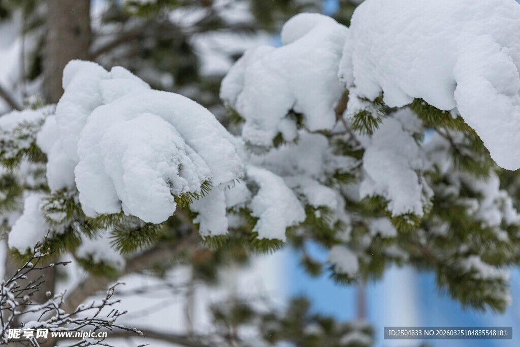 枝头积雪美景