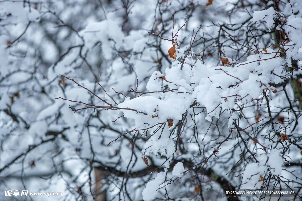 雪覆树枝的冬日景象