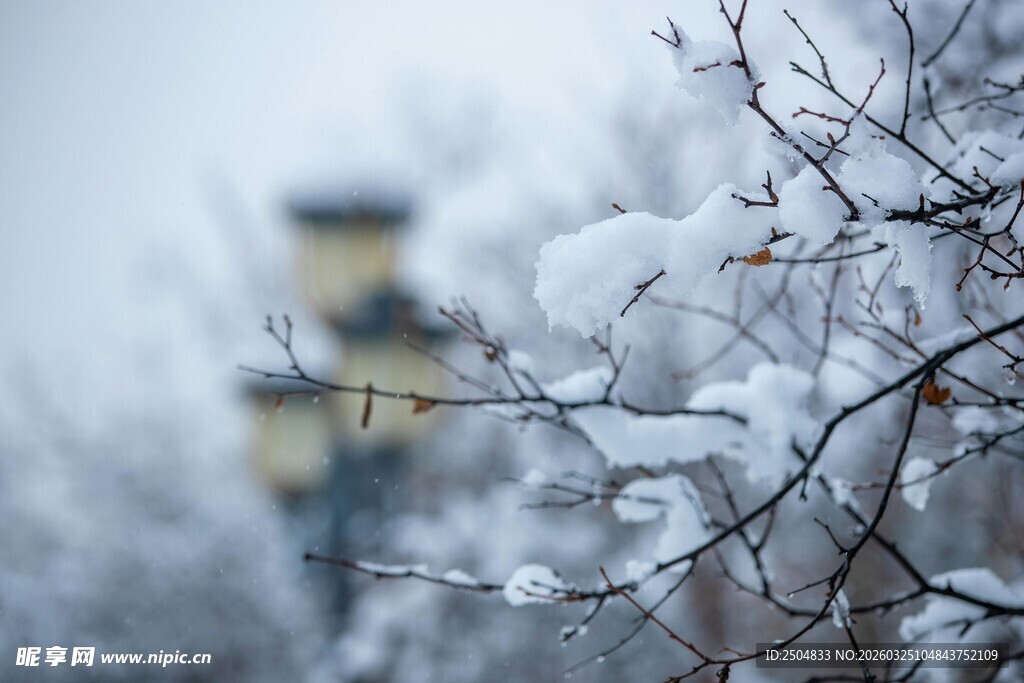 雪覆枝头与远处建筑