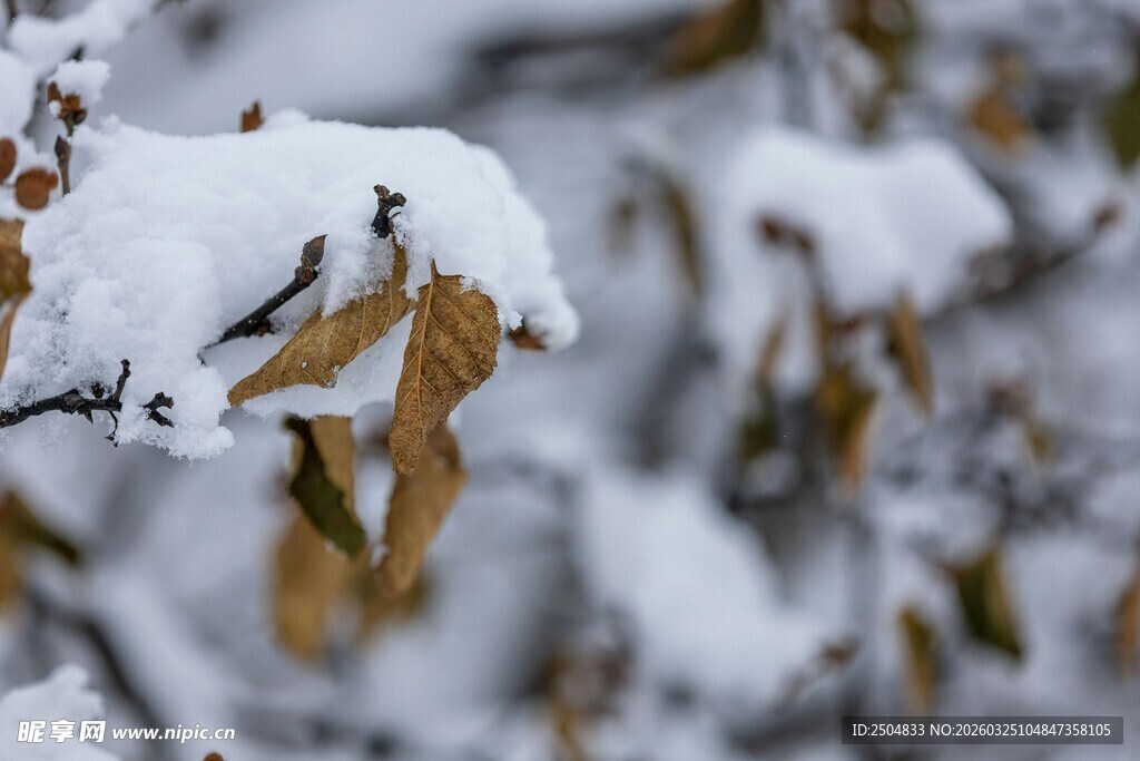 雪覆枯叶景象