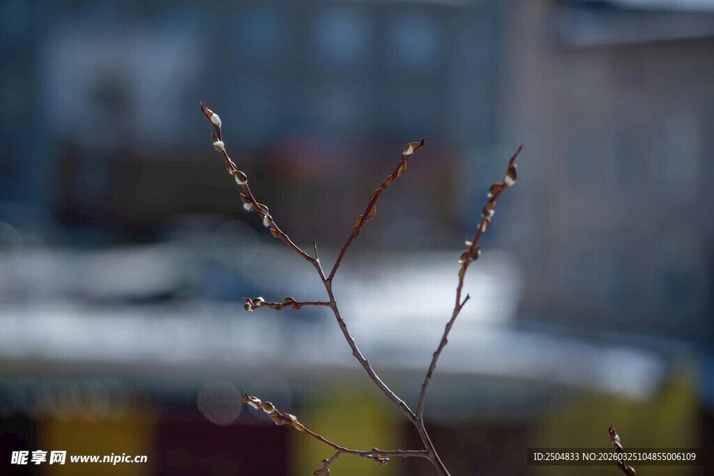 枝头初绽的细小花蕾
