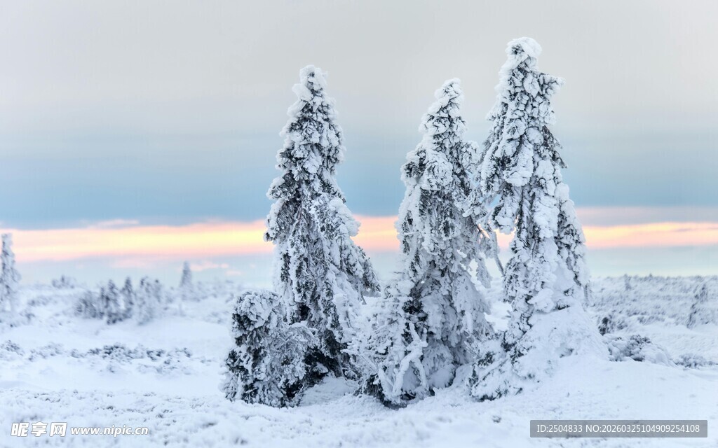 雪覆树木的冬日美景