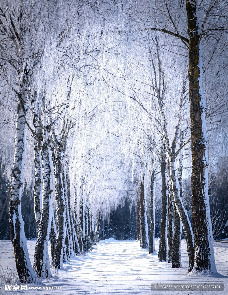 冬日雪林静谧小道