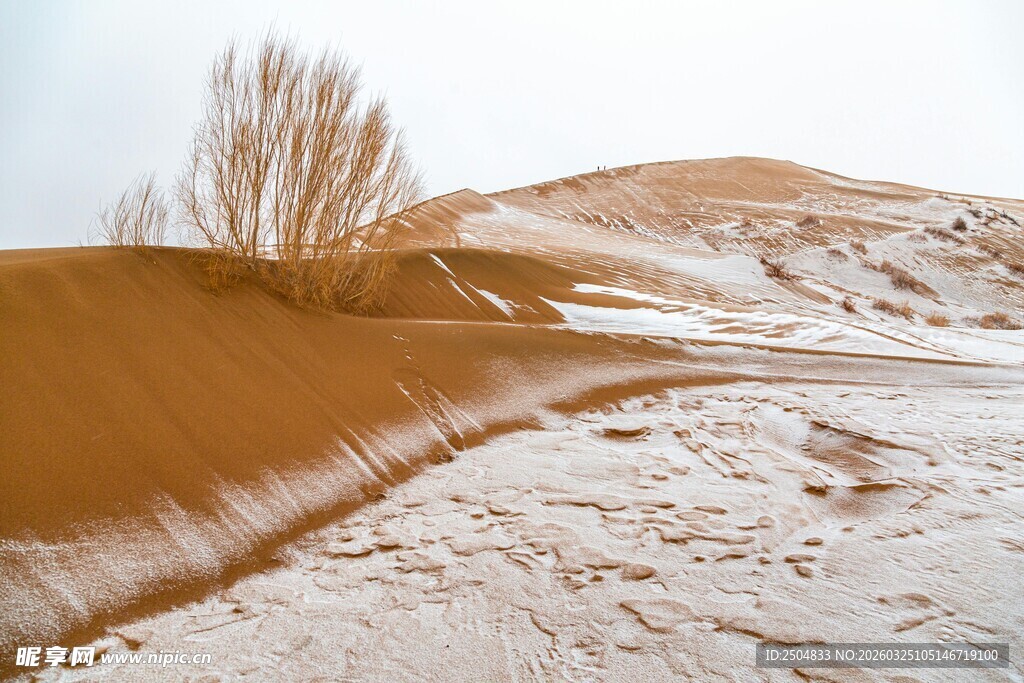 漠中的孤树与蜿蜒小路