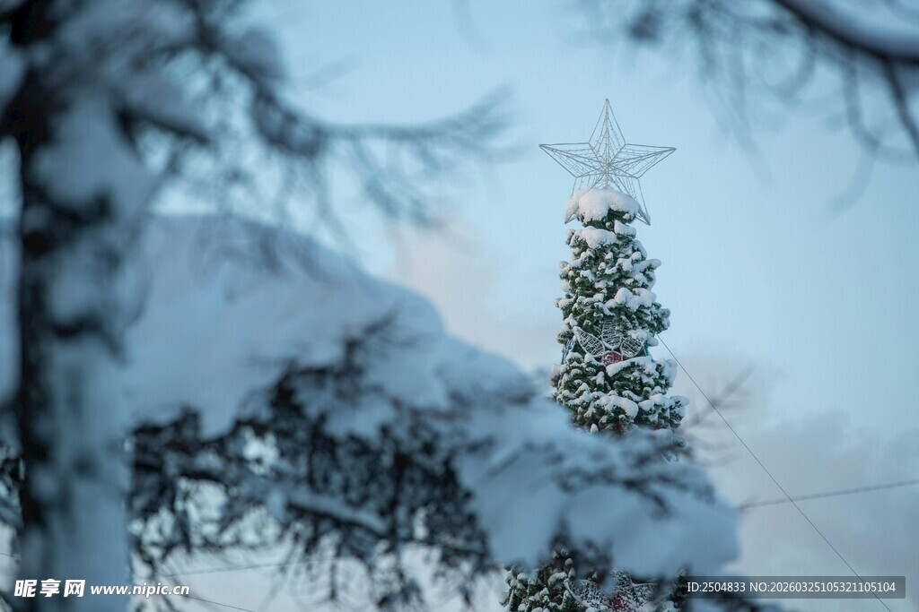雪覆松枝 冬日静谧景致