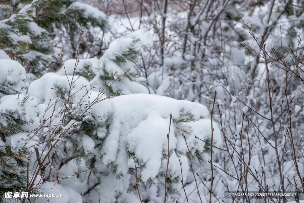 雪覆灌木美景